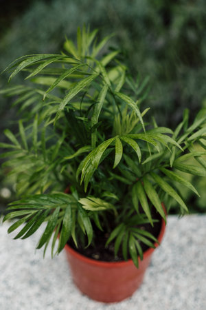 Tropical indoor flower in a pot. Diseases of indoor plants, yellowed leaves. High quality photo