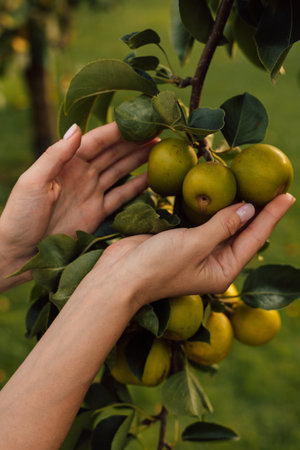 A woman holds ripe pears in her hands in the garden. Gardening. High quality photoの写真素材