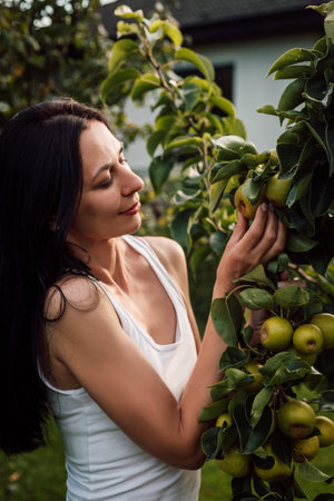 A woman holds ripe pears in her hands in the garden. Gardeningの写真素材