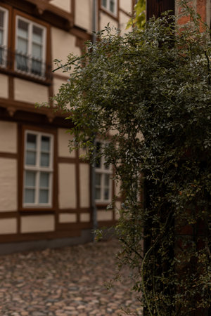 A green bush in the city. Landscaping of the cityの写真素材