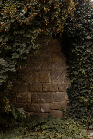 A green bush in the city. Landscaping of the cityの写真素材