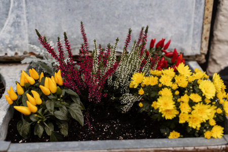 Beautiful yellow chrysanthemums. Flower arrangement.Autumn flowers in flower bedの写真素材