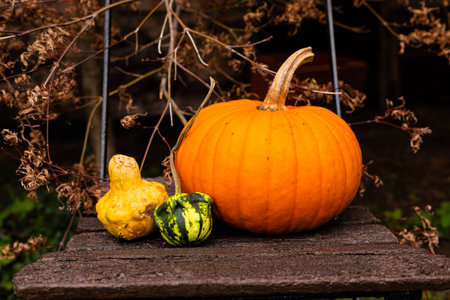 Ingathering. Pumpkins are lying on the table. Lots of pumpkins on the market. High quality photoの写真素材