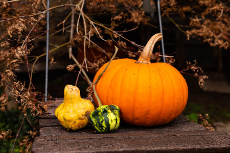 Ingathering. Pumpkins are lying on the table. Lots of pumpkins on the market. High quality photoの写真素材