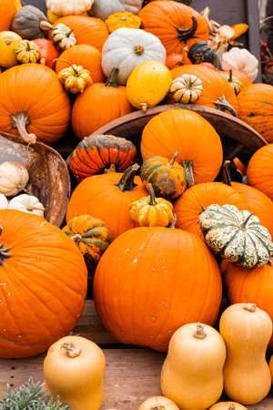 Ingathering. Pumpkins are lying on the table. Lots of pumpkins on the market. High quality photoの写真素材