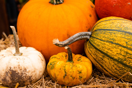 Ingathering. Pumpkins are lying on the table. Lots of pumpkins on the market. High quality photoの写真素材