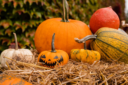 Ingathering. Pumpkins are lying on the table. Lots of pumpkins on the market. High quality photoの写真素材