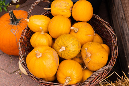 Ingathering. Pumpkins are lying on the table. Lots of pumpkins on the market. High quality photoの写真素材