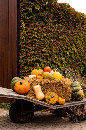 Ingathering. Pumpkins are lying on the table. Lots of pumpkins on the market. High quality photoの写真素材