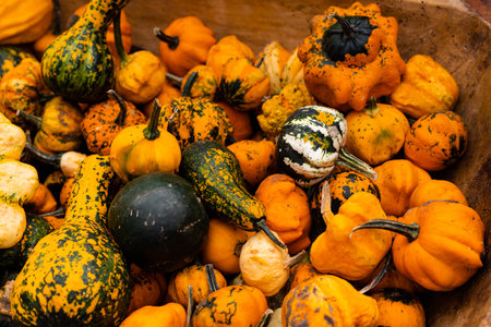Ingathering. Pumpkins are lying on the table. Lots of pumpkins on the market. High quality photoの写真素材