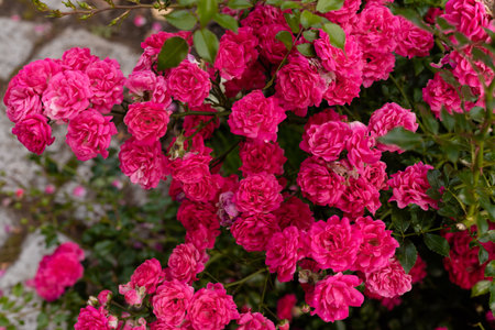 Rose bush in the garden. A small beautiful rose. Horticulture. High quality photoの写真素材