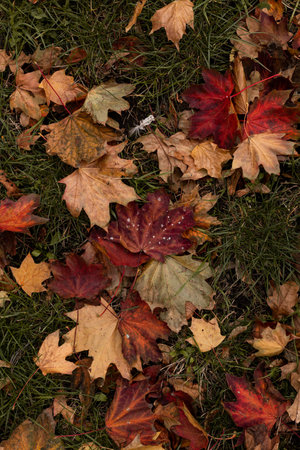 Yellowed leaves on the green grass. Fallen leaves. Nature in October. High quality photoの写真素材