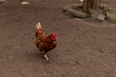 A chicken walks around the yard. Raising chickens at homeの写真素材
