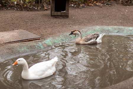 Geese swim in a small pond. Growing geeseの写真素材