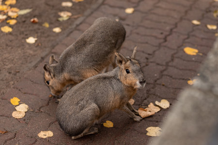 The animals sit on the ground. Animal lifeの写真素材