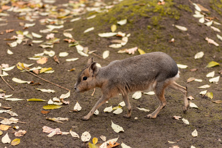 The rodent walks on the ground. Animal lifeの写真素材