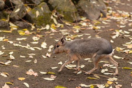 The animal walks on the ground.の写真素材