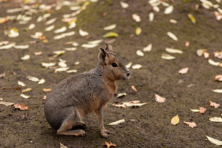 The animal sits on the ground. Animal lifeの写真素材