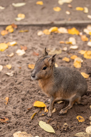The animal sits on the ground. Animal lifeの写真素材