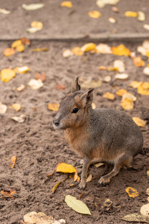 The rodent sits on the ground.の写真素材
