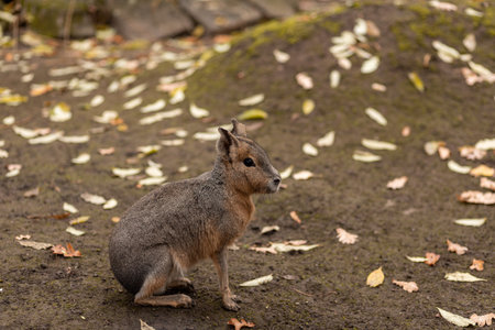 The animal sits on the ground.の写真素材