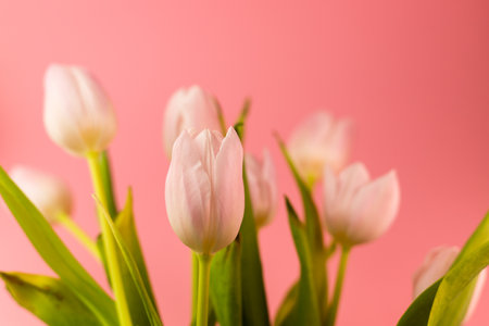 Beautiful pink tulips on a pink background. High quality photoの写真素材