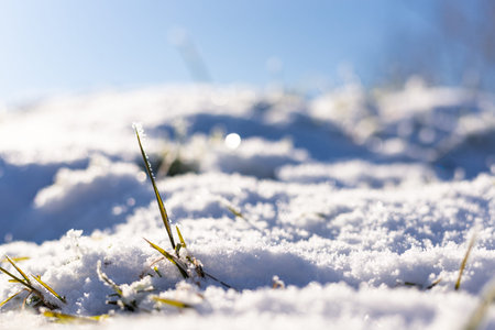 Green grass sprouts from under the snow. Snow close-up. Snowy Grass Macro.の写真素材