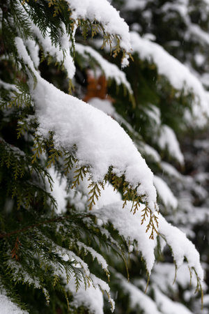 Close-up of coniferous tree branches. Winter snow-covered trees. High quality photoの写真素材