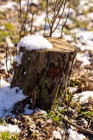 Stump. Early spring. Remnants of snow on the ground. Nature's Awakening. High quality photoの写真素材