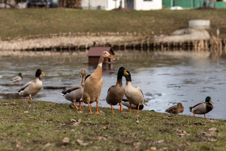 A flock of wild ducks on the shore near the lake. Ducks swim in the water. Lots of ducks. High quality photoの写真素材