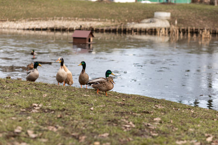 A flock of wild ducks on the shore near the lake. Ducks swim in the water. Lots of ducks. High quality photoの写真素材