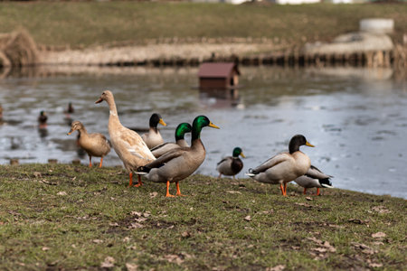A flock of wild ducks on the shore near the lake. Ducks swim in the water. Lots of ducks. High quality photoの写真素材