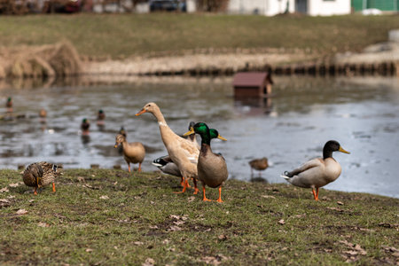 A flock of wild ducks on the shore near the lake. Ducks swim in the water. Lots of ducks. High quality photoの写真素材