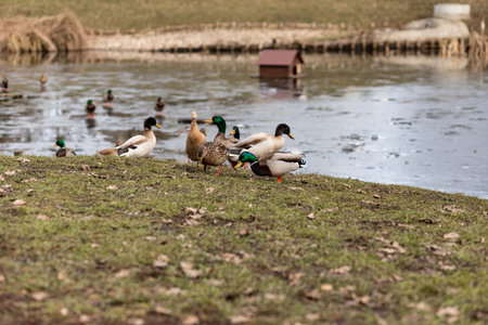 A flock of wild ducks on the shore near the lake. Ducks swim in the water. Lots of ducks. High quality photoの写真素材