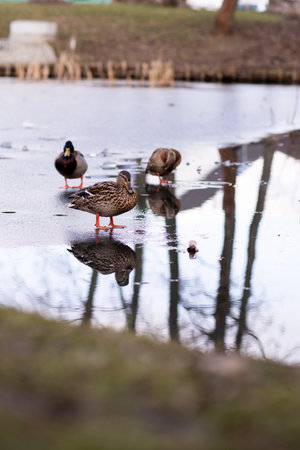 Wild ducks standing on the ice on the lake. A flock of wild ducks on the lake. High quality photoの写真素材