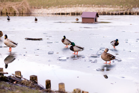 Wild ducks standing on the ice on the lake. A flock of wild ducks on the lake. High quality photoの写真素材