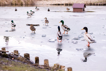 Wild ducks standing on the ice on the lake. A flock of wild ducks on the lake. High quality photoの写真素材