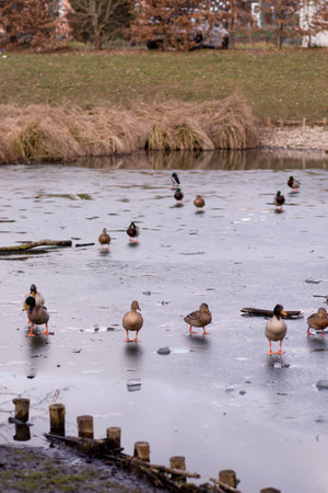 A flock of wild ducks on the shore near the lake. Ducks swim in the water. Lots of ducks. High quality photoの写真素材