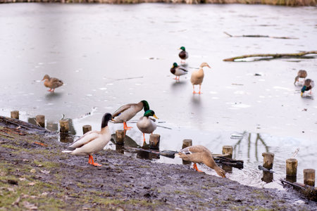 A flock of wild ducks on the shore near the lake. Ducks swim in the water. Lots of ducks. High quality photoの写真素材