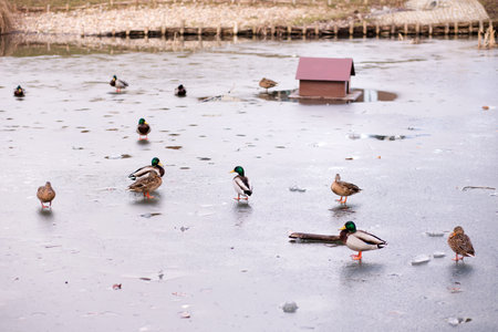 Wild ducks standing on the ice on the lake. A flock of wild ducks on the lake. High quality photoの写真素材
