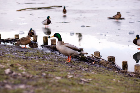 Wild ducks standing on the ice on the lake. A flock of wild ducks on the lake. High quality photoの写真素材