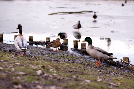 Wild ducks standing on the ice on the lake. A flock of wild ducks on the lake. High quality photoの写真素材