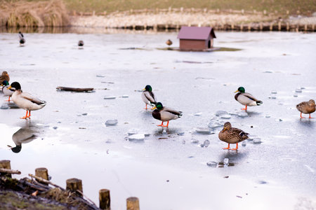 Wild ducks standing on the ice on the lake. A flock of wild ducks on the lake. High quality photoの写真素材