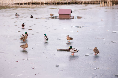 Wild ducks standing on the ice on the lake. A flock of wild ducks on the lake. High quality photoの写真素材