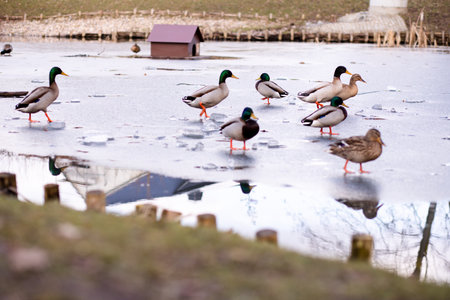 Wild ducks standing on the ice on the lake. A flock of wild ducks on the lake. High quality photoの写真素材