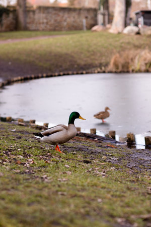 A flock of wild ducks on the shore near the lake. Ducks swim in the water. Lots of ducks. High quality photoの写真素材
