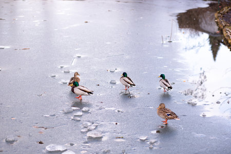 Wild ducks standing on the ice on the lake. A flock of wild ducks on the lake. High quality photoの写真素材
