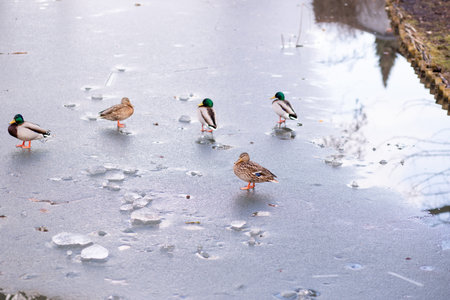 Wild ducks standing on the ice on the lake. A flock of wild ducks on the lake. High quality photoの写真素材