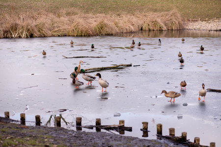 A flock of wild ducks on the shore near the lake. Ducks swim in the water. Lots of ducks. High quality photoの写真素材