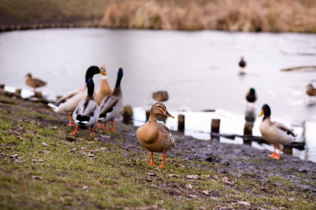 A flock of wild ducks on the shore near the lake. Ducks swim in the water. Lots of ducks. High quality photoの写真素材